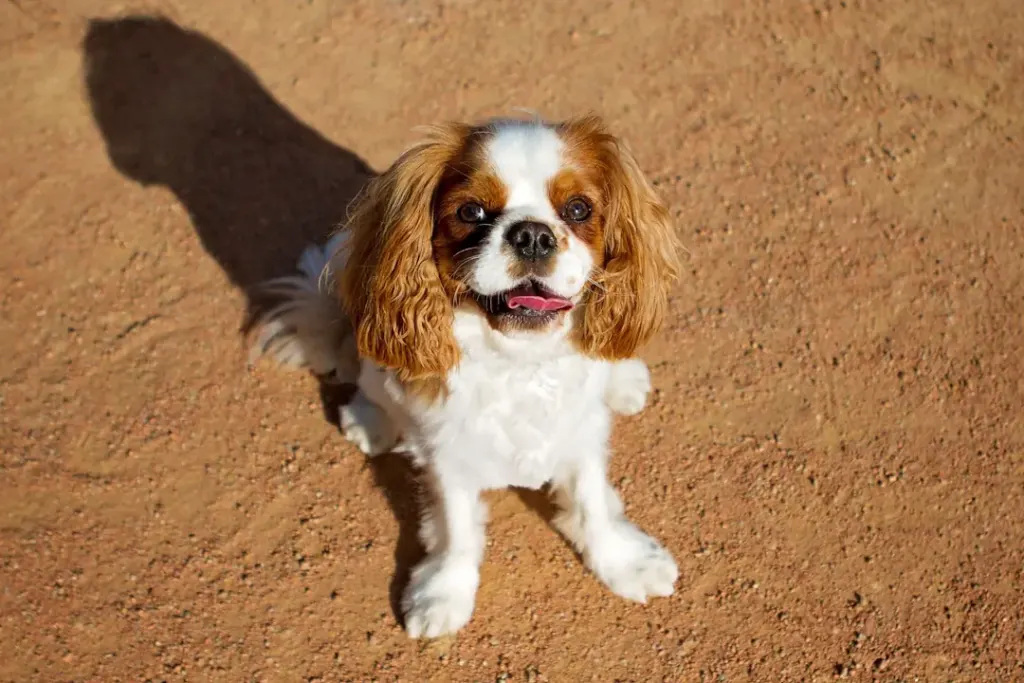 The Fascinating Journey of Cavalier King Charles Spaniels: A Royal Companion Through Time