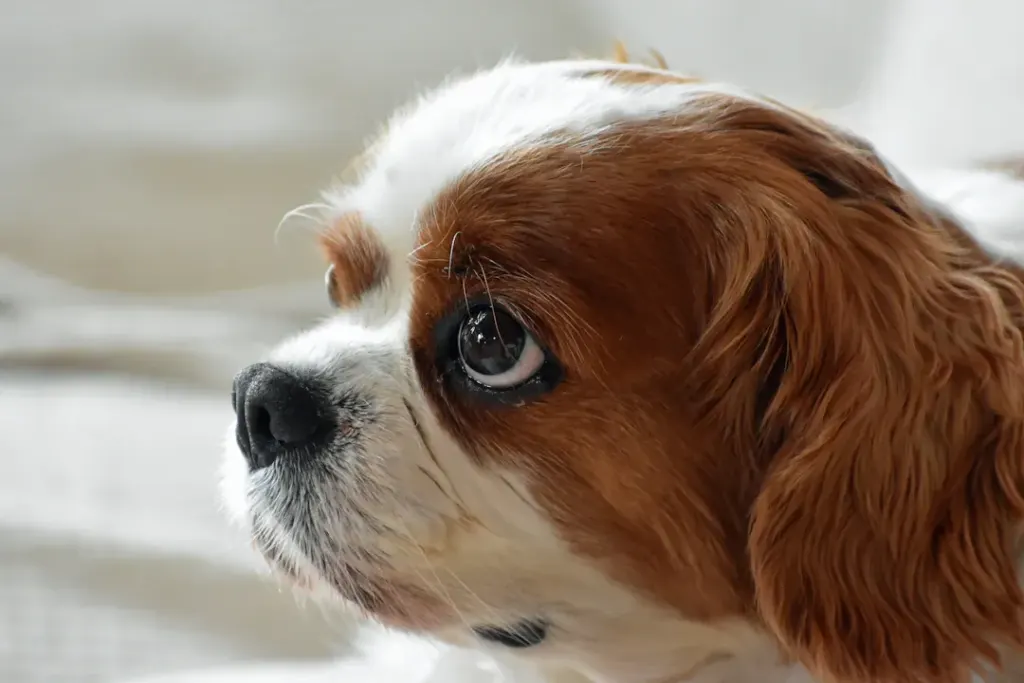 Understanding the Health Needs of Cavalier King Charles Spaniels: A Comprehensive Guide for Families