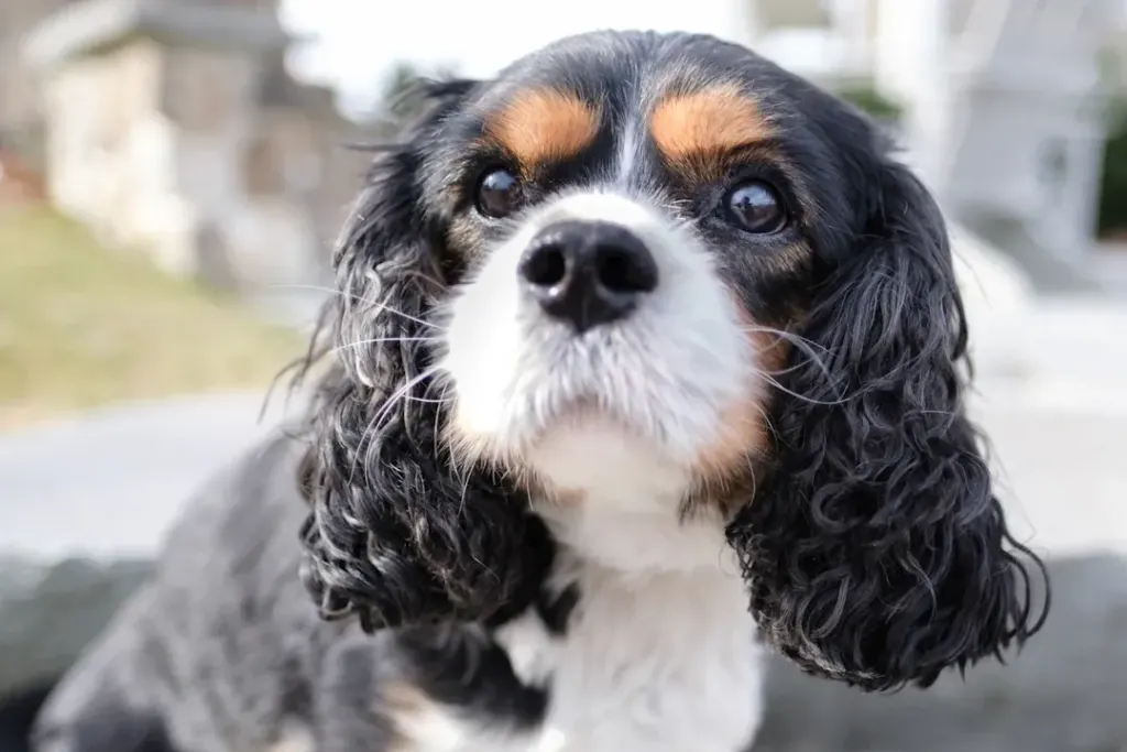 Unlocking the Mysteries of Cavalier King Charles Spaniel Behavior