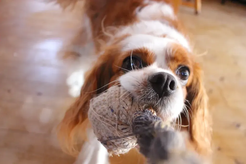 Why Cavalier King Charles Spaniels Make the Ultimate Family Companions: A Comparison with Other Breeds