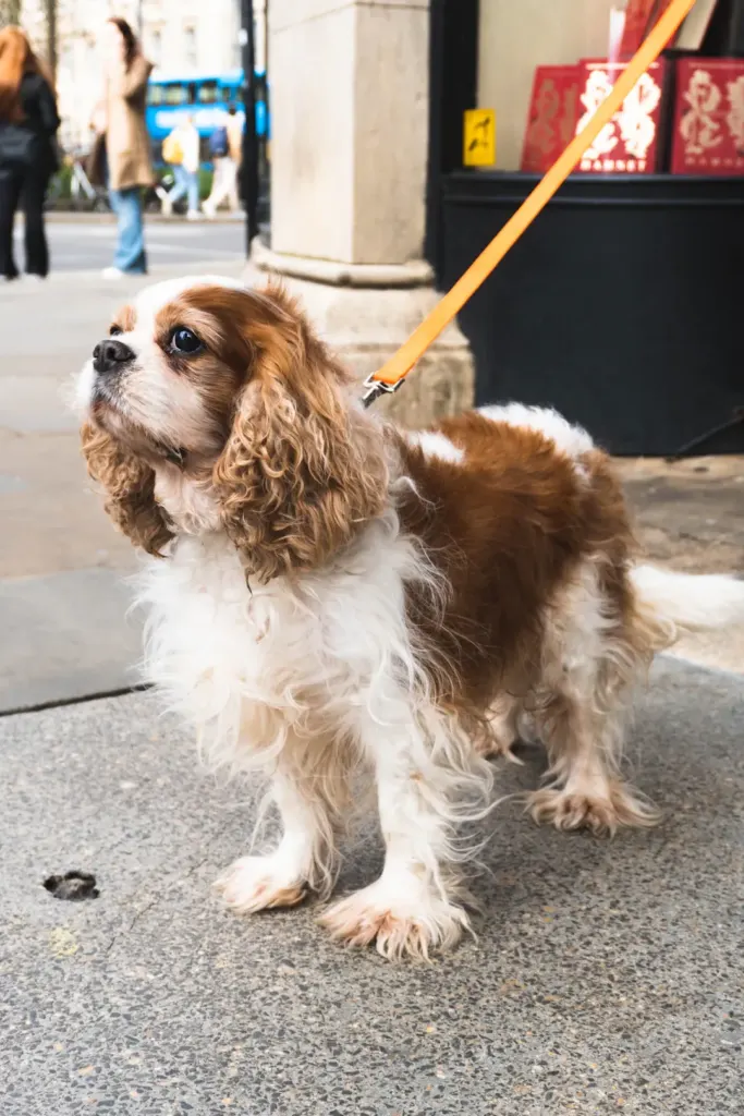 Essential Tips for First-Time Cavalier King Charles Spaniel Owners