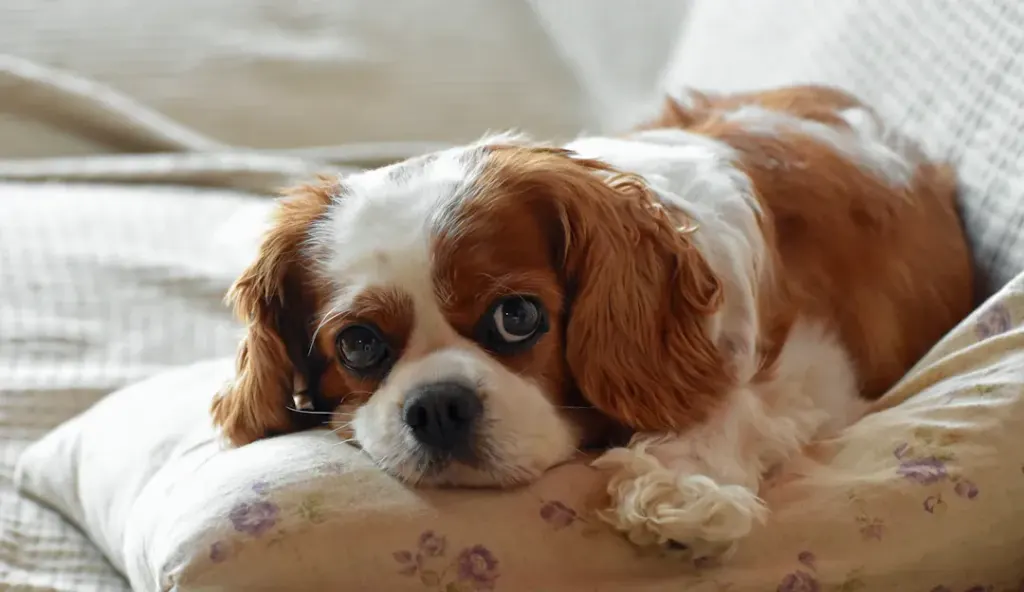 Unlocking the Heart: Understanding the Temperament of Cavaliers