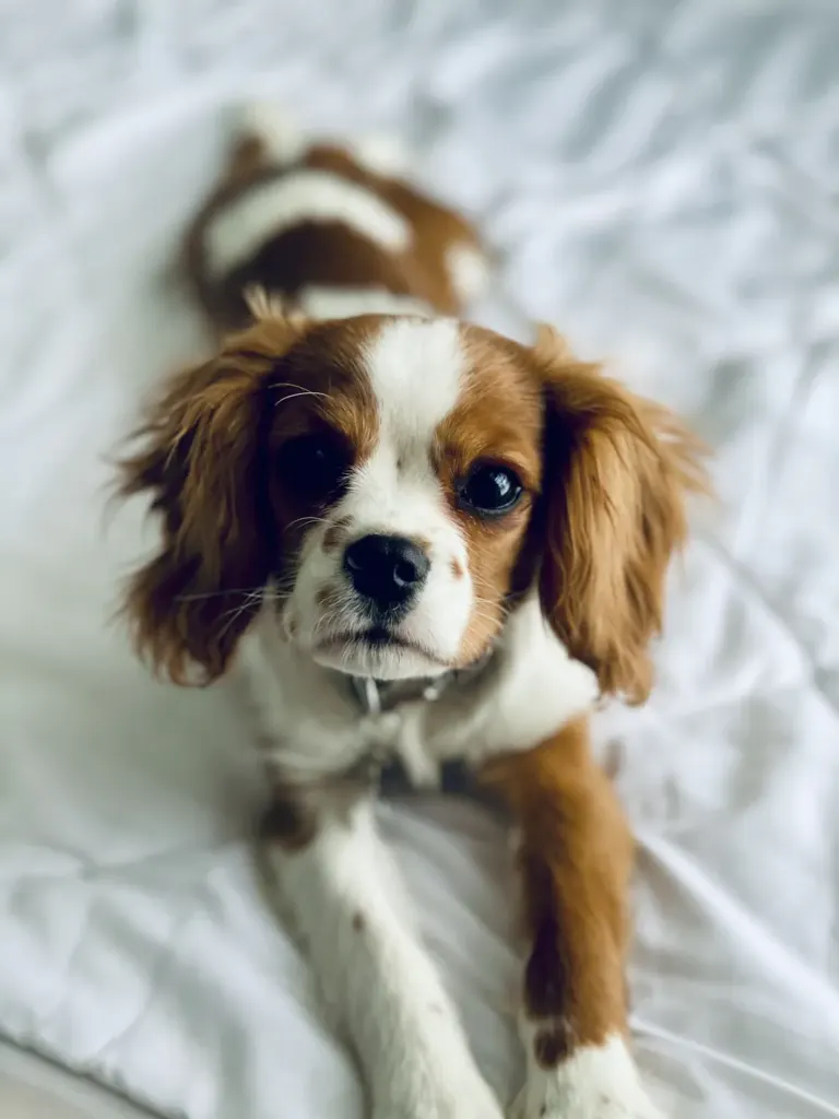 Embracing an Older Cavalier: Your Guide to a Lifelong Companion