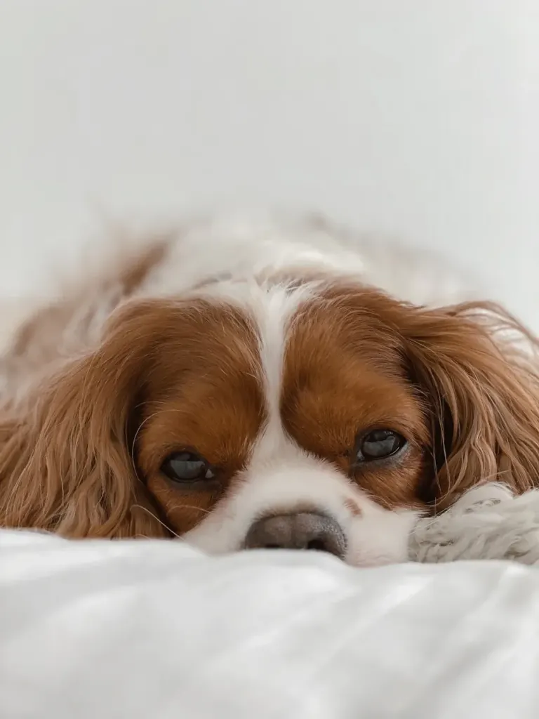 Unlocking the Secrets of Cavalier King Charles Spaniel Behavior