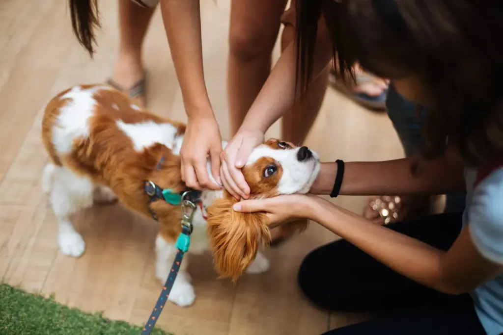 Soothing Your Anxious Cavalier King Charles Spaniel: Essential Tips for Families