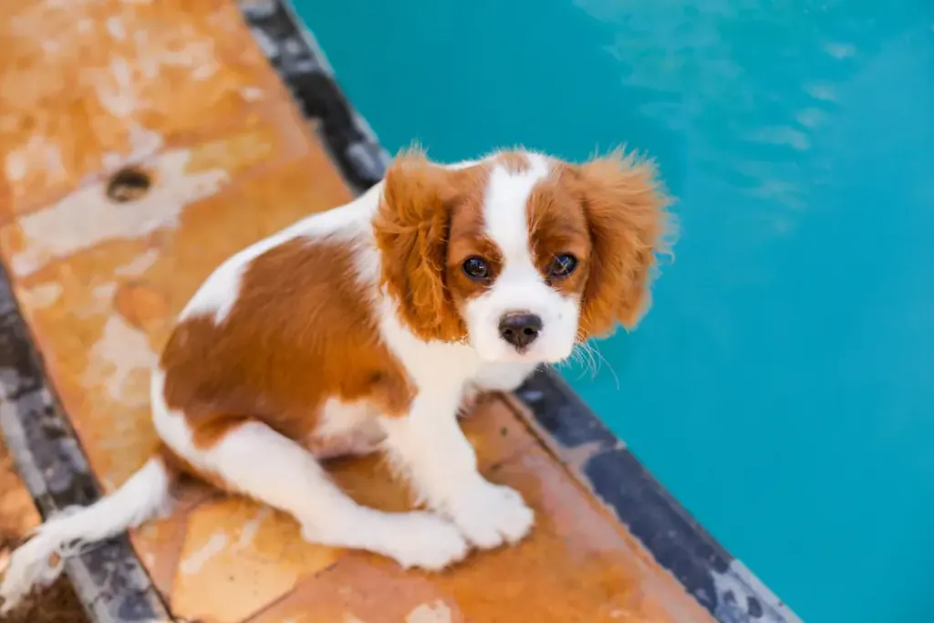 Unleashing Love: Your Ultimate Daily Routine and Care Guide for Cavalier King Charles Spaniels