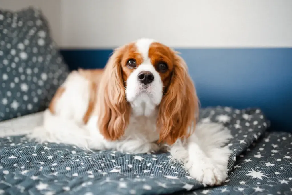 Finding the Perfect Moment: The Best Age to Neuter Your Cavalier King Charles Spaniel