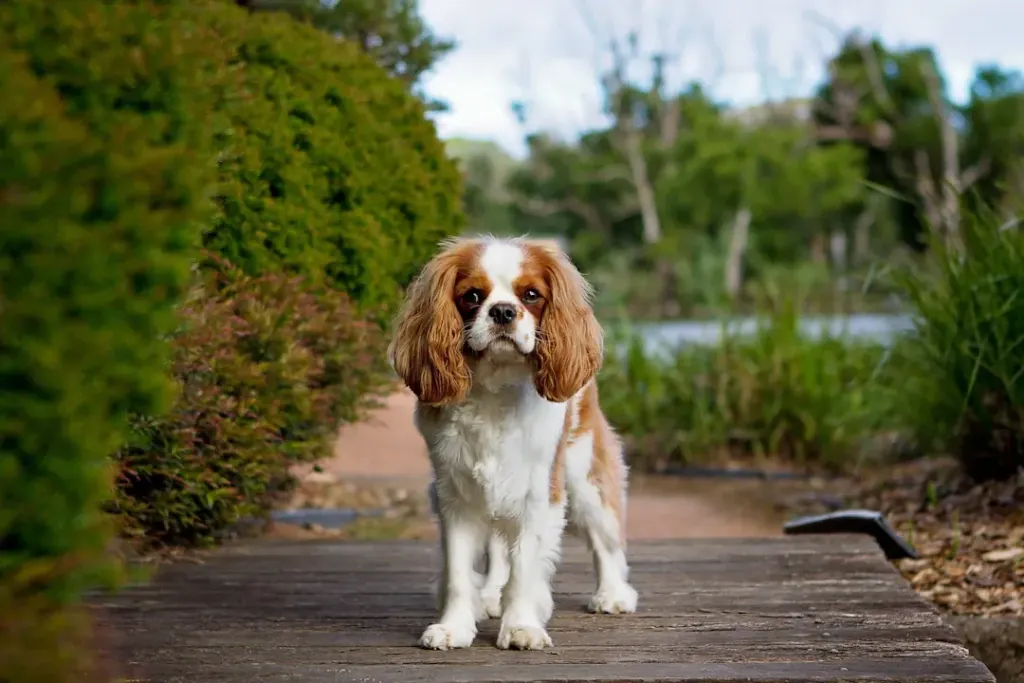 Must-Read Books for Cavalier King Charles Spaniel Owners: An Essential Guide for Every Family