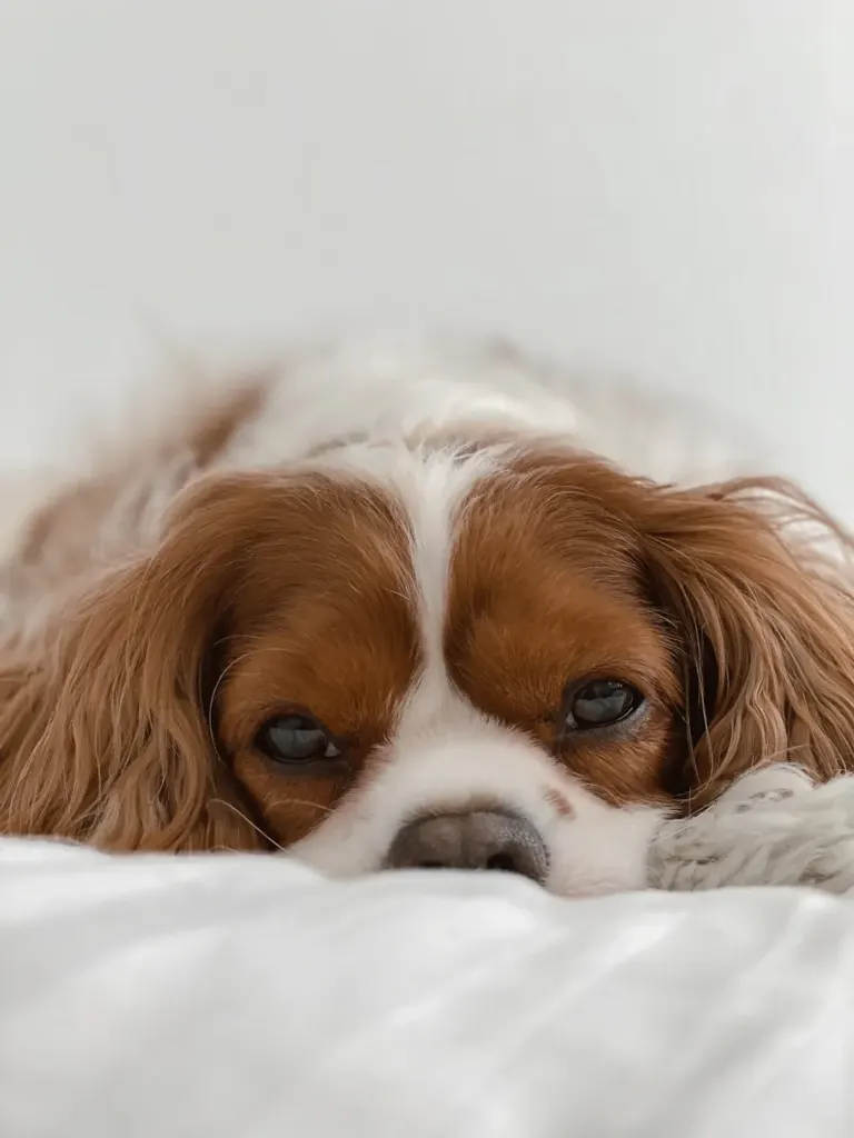 Cavalier King Charles Spaniels: The Ideal Companion for Every Family and Other Dog Breeds