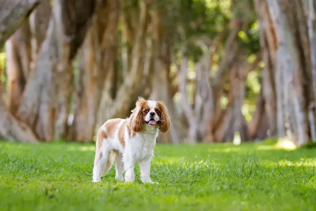 The Unbreakable Bond Between Cavalier King Charles Spaniels and Their Owners