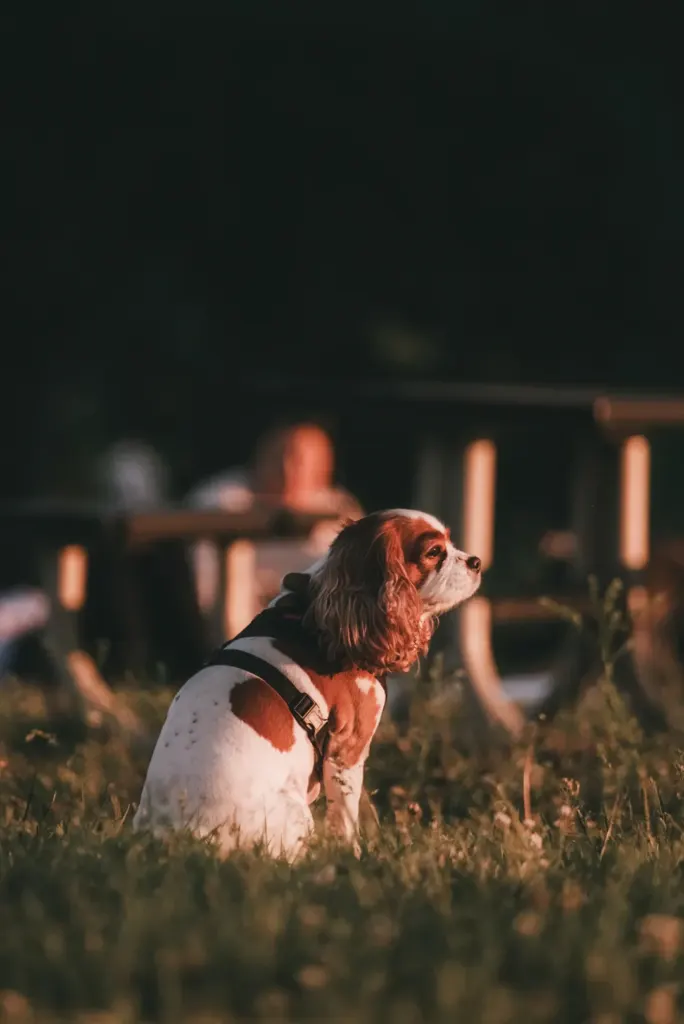 Transform Your Backyard: Creating a Safe Outdoor Space for Your Cavalier