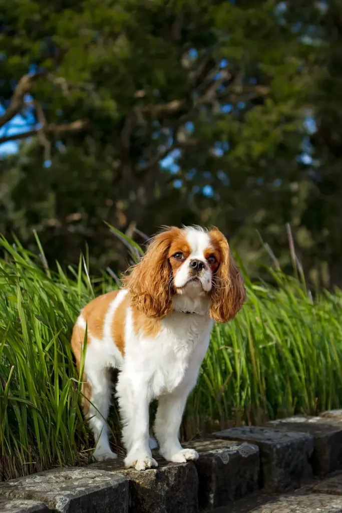 The Perfect Family Dog: Why Cavaliers Make Great Companions