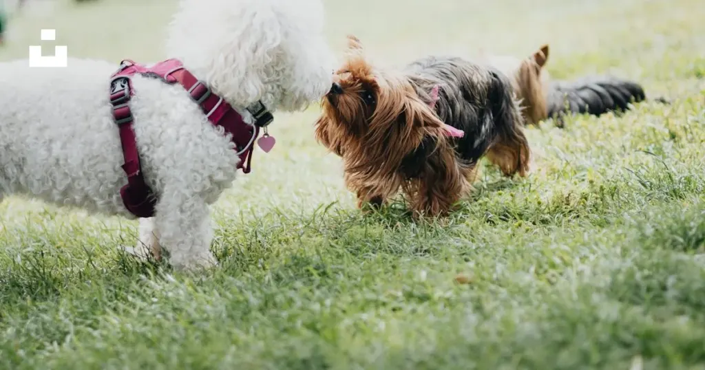 Cavalier King Charles Spaniel in a warm, natural outdoor setting