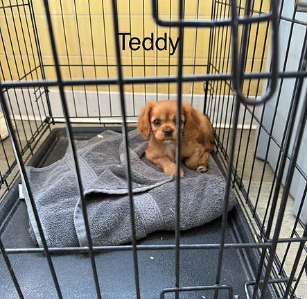 Cavalier King Charles Spaniel companion relaxing after a positive training session