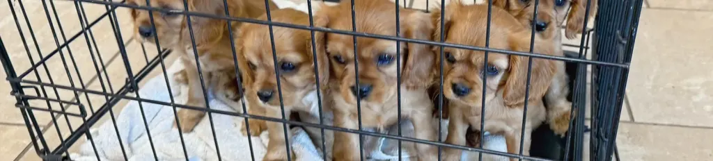 Cavalier King Charles Spaniel puppies resting together in a crate