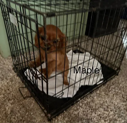 Cavalier puppy resting calmly in a crate