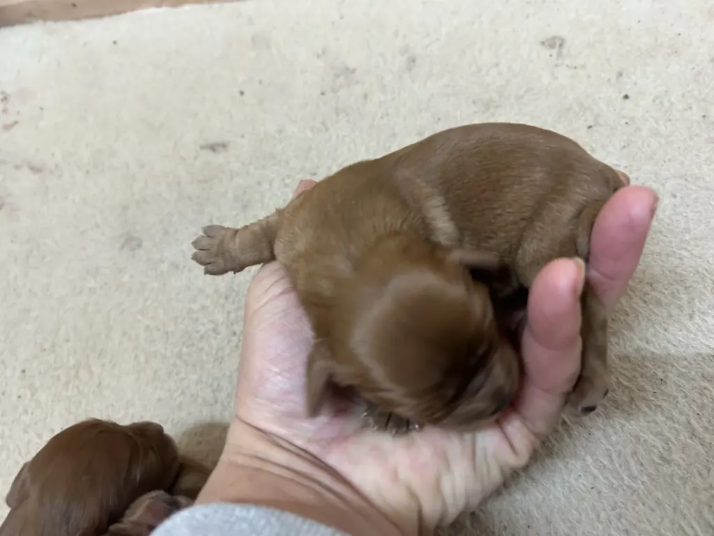 Cavalier King Charles Spaniel puppy in a bright, natural outdoor setting