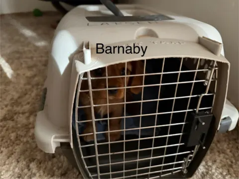 Barnaby, Cavalier King Charles Spaniel puppy, in a travel crate