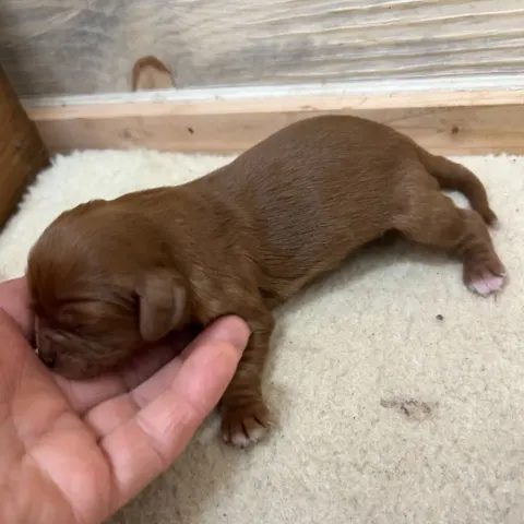 Barnaby, newborn Cavalier King Charles Spaniel puppy
