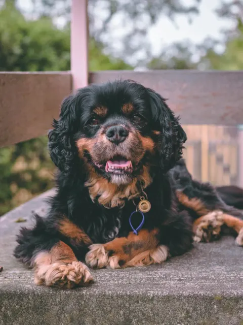 Black and tan Cavalier King Charles Spaniel lying on a garden bench, Green Acres Nextgen
