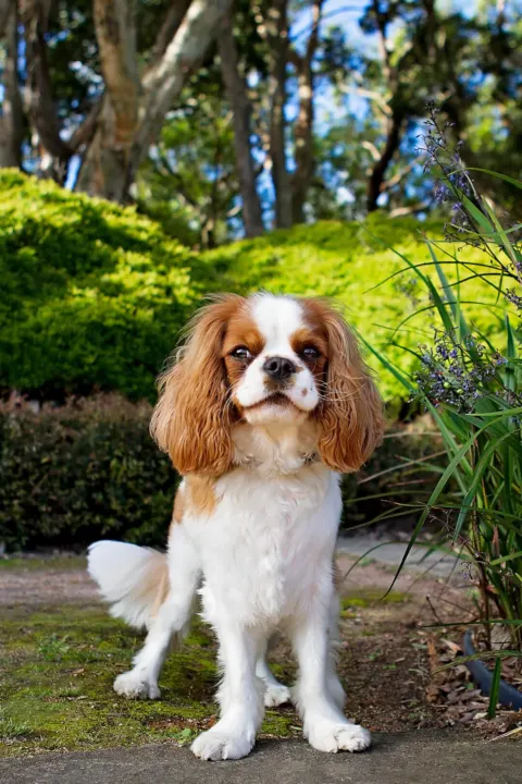 Blenheim Cavalier King Charles Spaniel sitting in a garden, Green Acres Nextgen