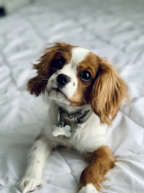 Blenheim Cavalier King Charles Spaniel lying on a white blanket with its head tilted, Green Acres Nextgen