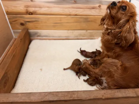 Cavalier King Charles Spaniel mother with newborn puppies in a wooden whelping box