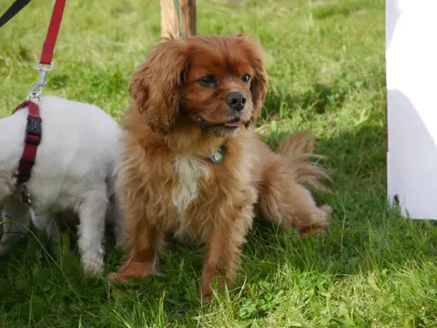 Cavalier King Charles Spaniel sitting on grass next to a white dog at Green Acres Nextgen