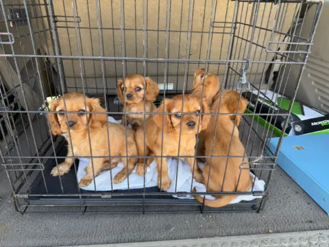 Cavalier King Charles Spaniel puppies riding in a wire crate in the car