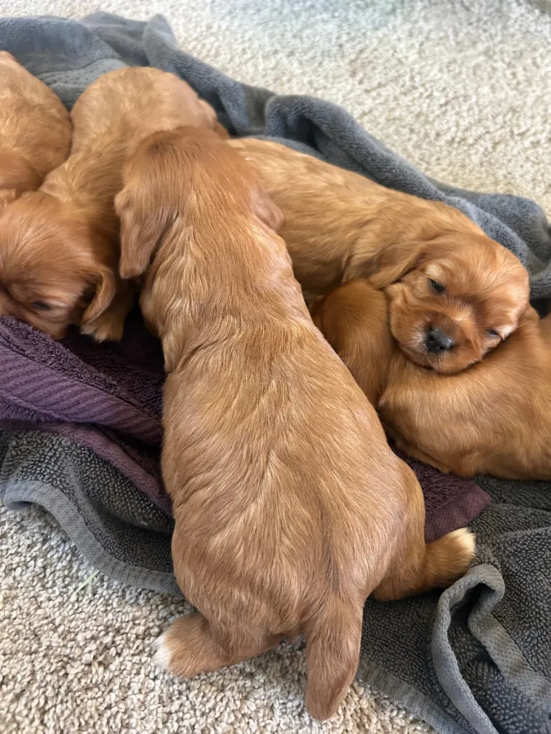 Cavalier King Charles Spaniel puppies sleeping in a pile on a blanket