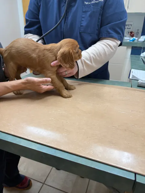 Cavalier King Charles Spaniel puppy being examined at the veterinary clinic