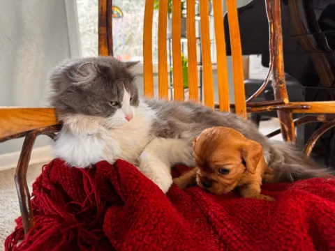 Cavalier King Charles Spaniel puppy and a cat resting together on a red blanket