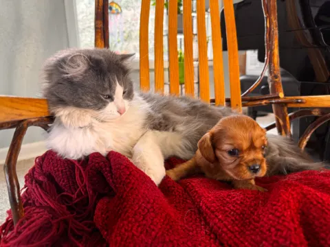 Cavalier King Charles Spaniel puppy lying beside a cat on a red blanket