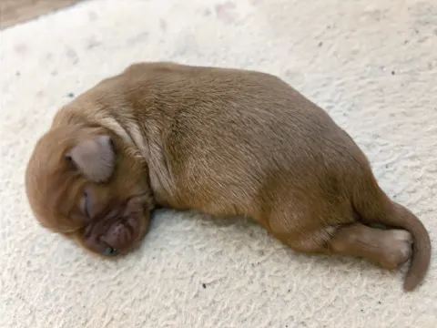 Finn, newborn Cavalier King Charles Spaniel puppy