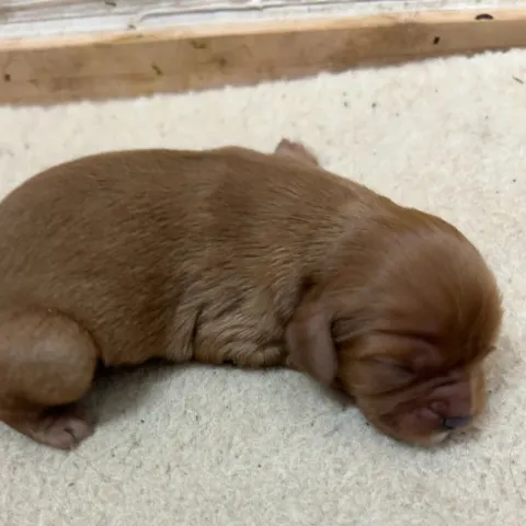 Fiona, newborn Cavalier King Charles Spaniel puppy