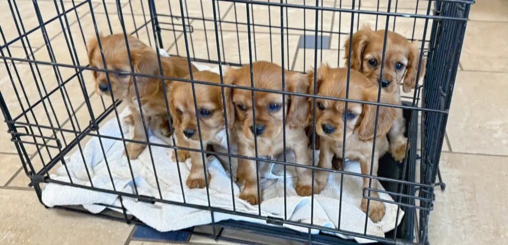 Four ruby Cavalier King Charles Spaniel puppies in a wire crate during training at Green Acres Nextgen