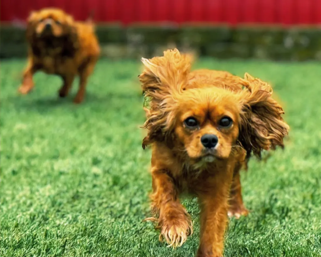 Ginger, ruby Cavalier King Charles Spaniel dam, running on grass at Green Acres Nextgen