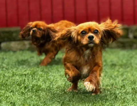 Ginger, ruby Cavalier King Charles Spaniel dam, running toward the camera on grass at Green Acres Nextgen