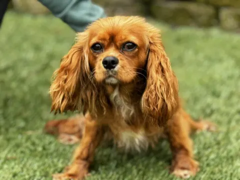 Ginger, ruby Cavalier King Charles Spaniel dam, sitting on grass at Green Acres Nextgen
