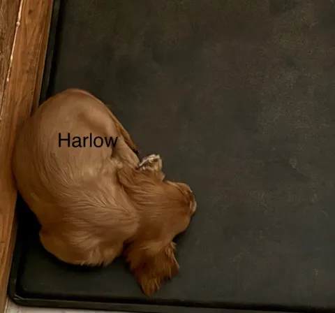 Harlow, Cavalier King Charles Spaniel puppy, asleep on a crate mat