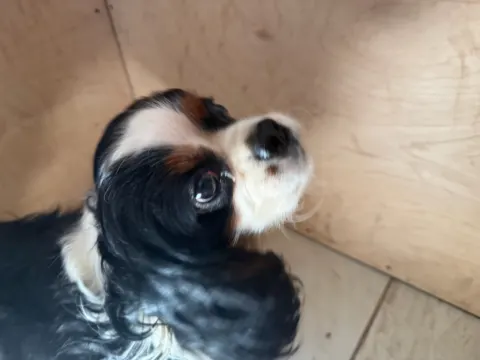 Jessie James, tri-color Cavalier King Charles Spaniel stud at Green Acres Nextgen, looking up