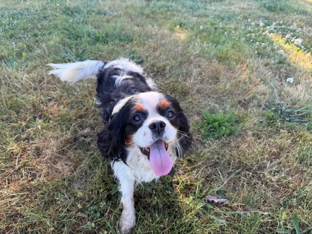 Jessie James, tri-color Cavalier King Charles Spaniel stud at Green Acres Nextgen, lying on grass with his tongue out