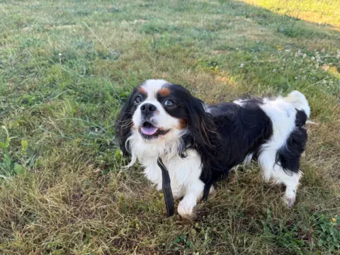 Jessie James, tri-color Cavalier King Charles Spaniel stud at Green Acres Nextgen, standing on grass