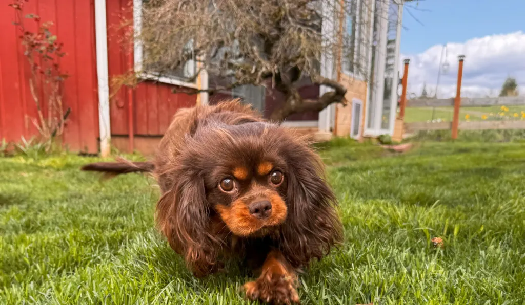 Latte, chocolate Cavalier King Charles Spaniel dam, running on grass by a red barn at Green Acres Nextgen