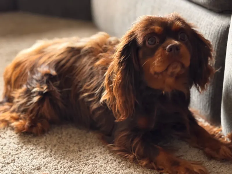 Latte, chocolate Cavalier King Charles Spaniel, lying on a rug
