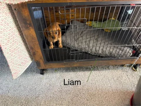 Liam, a Cavalier King Charles Spaniel puppy, beginning early socialization and calm-crate training in Oregon