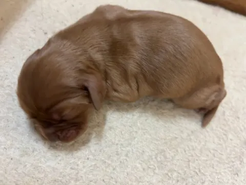 Liam, newborn Cavalier King Charles Spaniel puppy