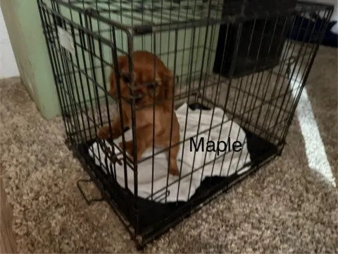 Maple, Cavalier King Charles Spaniel puppy, in a wire crate during crate training
