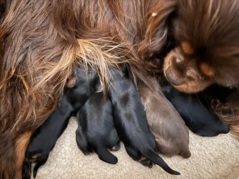 Newborn Cavalier King Charles Spaniel puppies nursing