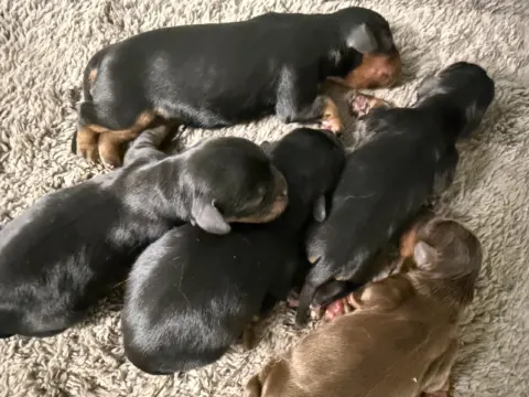 Newborn Cavalier King Charles Spaniel puppies sleeping together on a rug